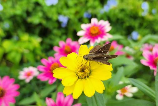 Skipper and Zinnia, JPG