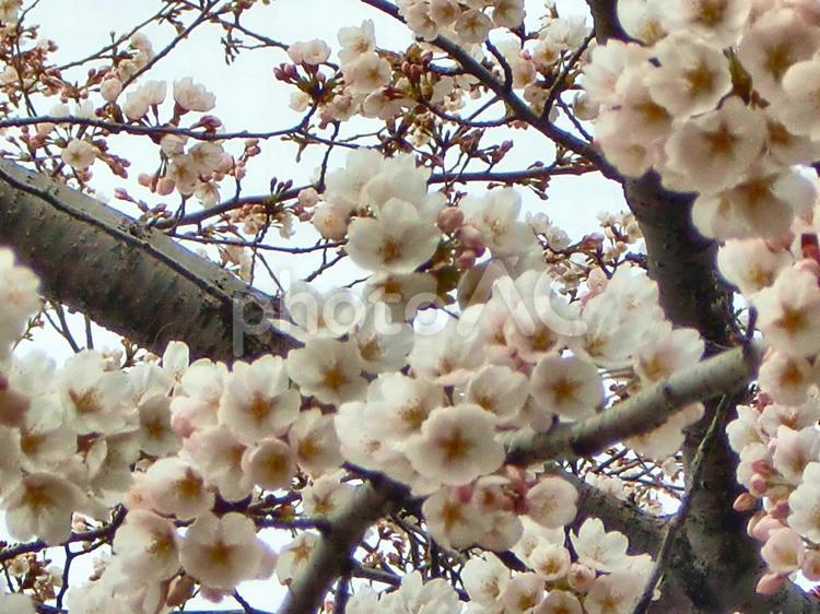 さくらのボケ背景-23 背景,ボケ,さくらの写真素材