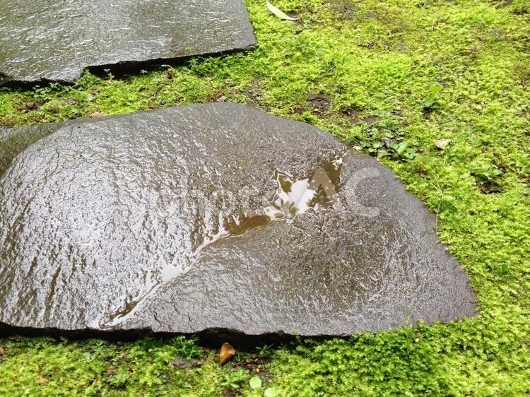 コケの生えた日本庭園は雨上がり 石,通路,歩道の写真素材