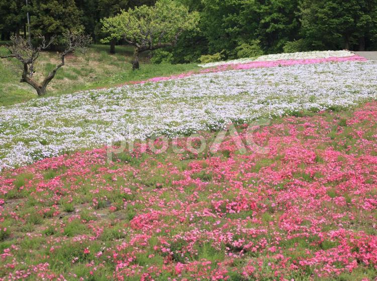 芝桜　白とピンク 自然,ピンク,芝桜の写真素材