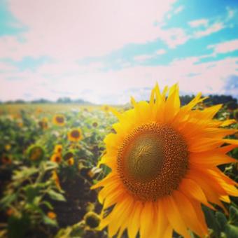 ひまわり 夏のはじまり ひまわり 夏のはじまりの写真