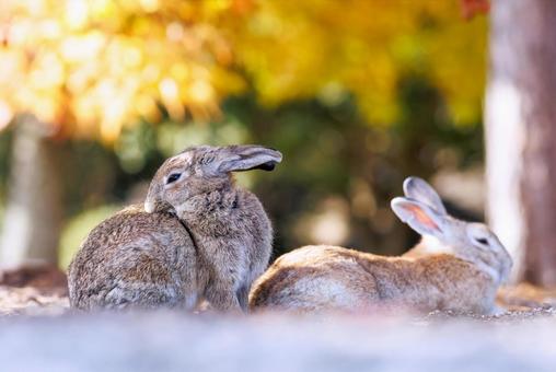 The rabbits of Okunoshima, JPG