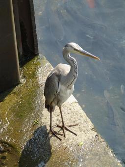 川の合流する護岸上で獲物を待つアオサギ 川の合流する護岸上で獲物を待つアオサギ アオサギ,鳥,野鳥の写真素材