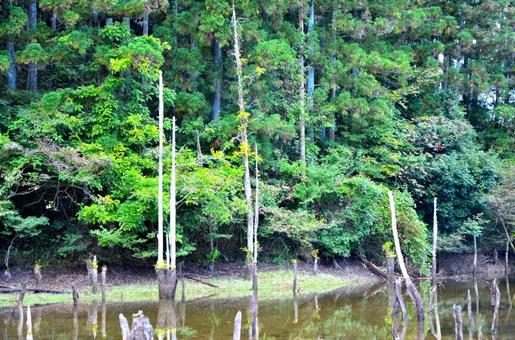 湖面の枯れ木 湖面の枯れ木の写真