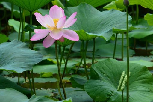 Photo, a lotus, lotus, flower, 