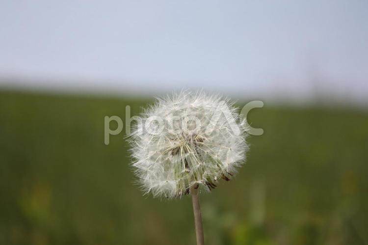 たんぽぽの綿毛 たんぽぽ,タンポポ,綿毛の写真素材