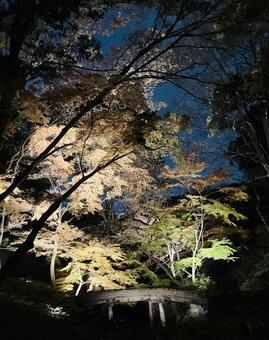 六義園のライトアップ 秋の六義園,紅葉,庭紅葉の写真素材
