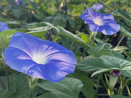 青い朝顔 透明感のある空色,底白,遅咲きの写真素材