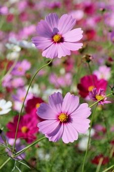 コスモス３２ コスモス,秋,かわいいの写真素材