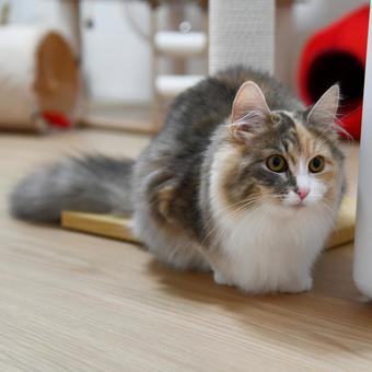 Cat 3, JPG Cat 3, JPG