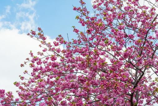 桜 桜の写真