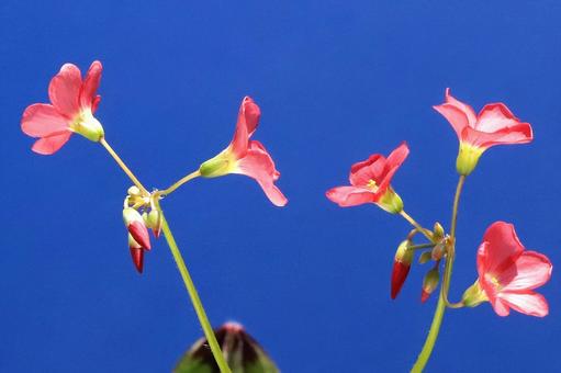 モンカタバミの花 モンカタバミの花の写真
