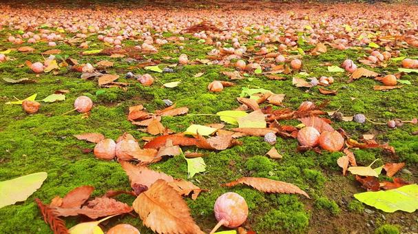 地面に散乱した銀杏の実・1 銀杏,秋,自然の写真素材