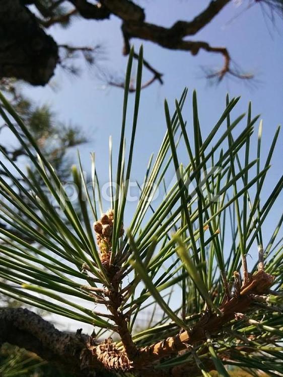 花　松　まつ　マツ　不老長寿　哀れみ　同情　4 松,まつ,マツの写真素材