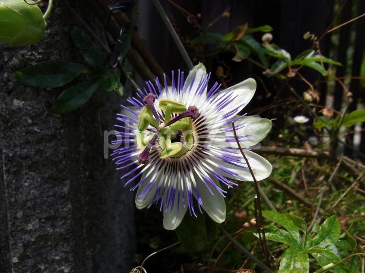 住宅の柵で開花したトケイソウ トケイソウ,花,植物の写真素材
