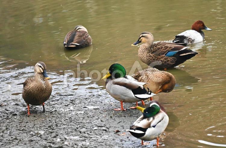 水辺のカモの群れ カルガモ,鳥,鳥類の写真素材