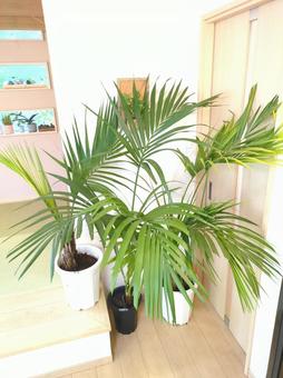 大型観葉植物 ケンチャヤシ 10号鉢 大型観葉植物 ケンチャヤシ 10号鉢 大型観葉植物,ケンチャヤシ,ヤシの木の写真素材
