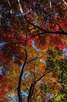 紅葉 紅葉の写真