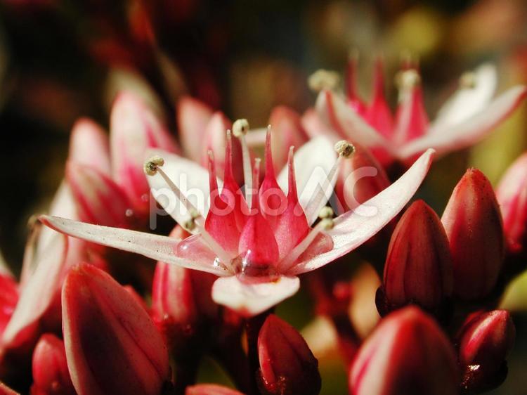 カネノナルキ・金の成る木　クローズアップ 花木,散房花序,星型の写真素材