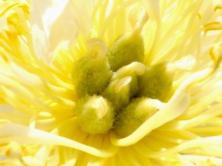 白いシャクヤクの花・中心部分のアップ 白いシャクヤクの花・中心部分のアップの写真