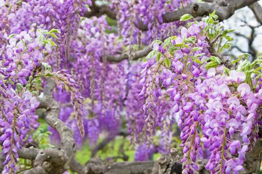 Wisteria flower (purple) 1, JPG Wisteria flower (purple) 1, JPG