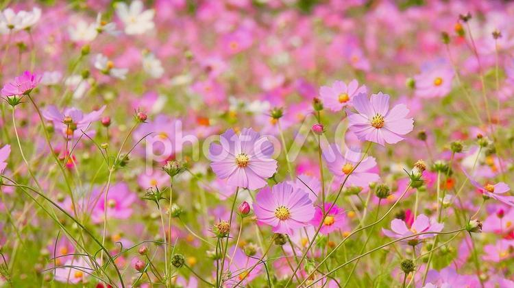 コスモス畑 コスモス,秋桜,ピンクの写真素材