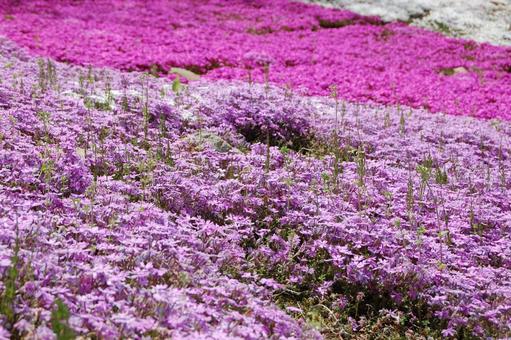 芝桜 芝桜 芝桜,初夏,花の写真素材