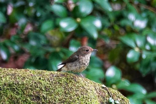 野鳥さん、そろそろお別れかな3 野鳥さん、そろそろお別れかな3の写真