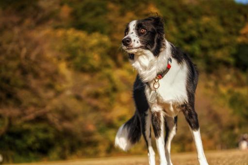 ボーダーコリーのポートレート 犬,ボーダーコリー,ペットの写真素材