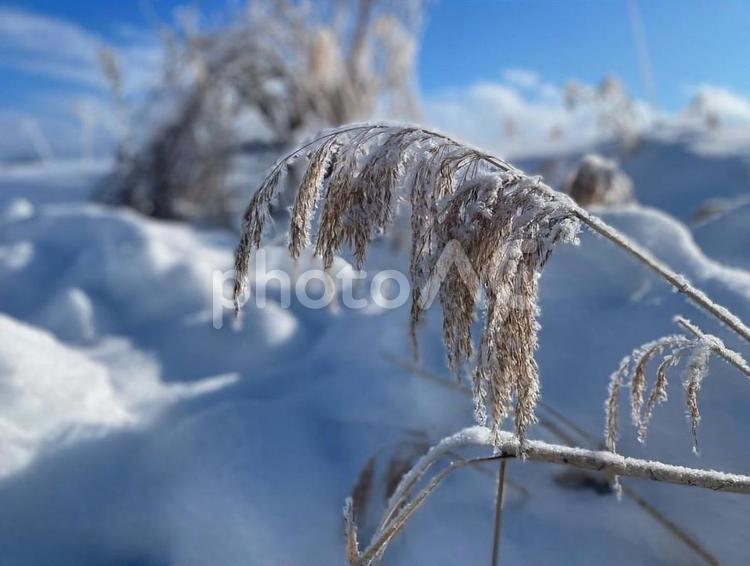 雪の中の樹氷 樹氷,雪,冬の写真素材