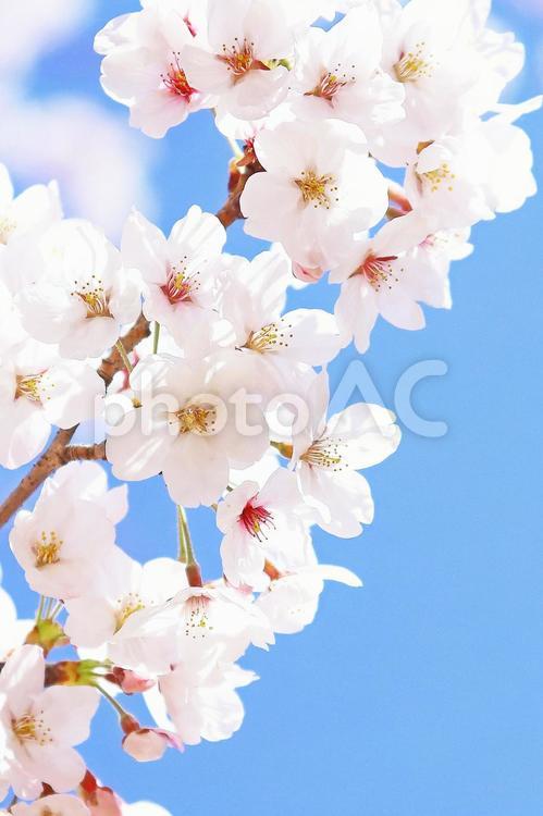 桜の花びら　満開のソメイヨシノ 桜,花,桜の花の写真素材