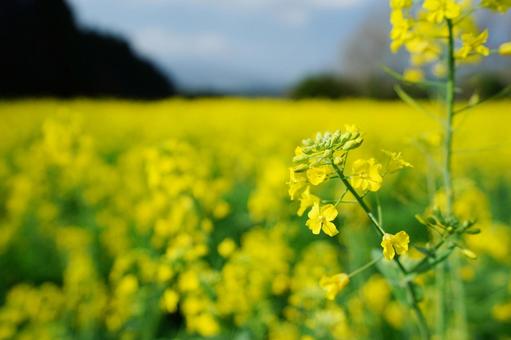 佐賀 武雄 馬場の山桜 菜の花畑3 佐賀 武雄 馬場の山桜 菜の花畑3 菜の花,アブラナ,春の写真素材