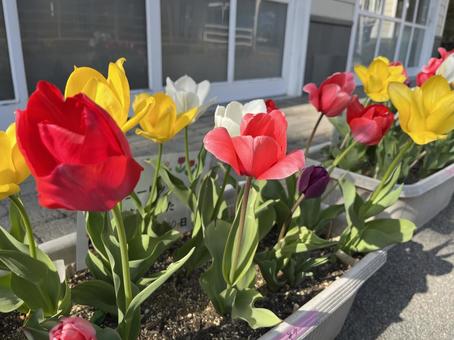 チューリップ チューリップ 春,フラワー,flowerの写真素材