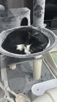 キャットタワーで寛ぐ猫 キャットタワーで寛ぐ猫の写真