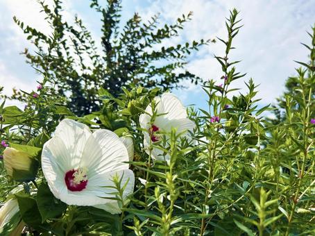 アメリカフヨウの花のクローズアップ アメリカフヨウの花のクローズアップの写真