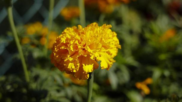 【花の写真】マリーゴールド 【花の写真】マリーゴールドの写真