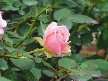 バラの花 ローズ,ピンクのバラ,植物園の写真素材