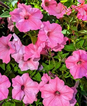 ペチュニア ペチュニア 花,ペチュニア,ガーデニングの写真素材