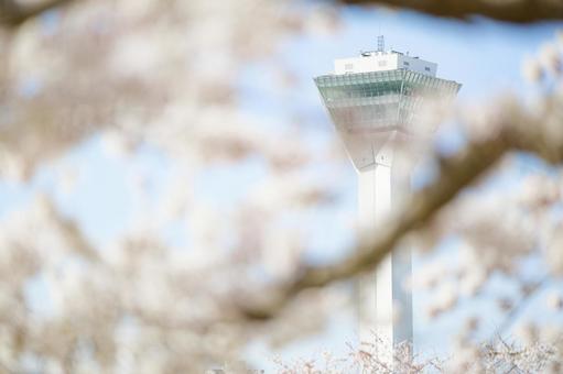 五稜郭公園の桜 桜,五稜郭タワー,さくらの写真素材