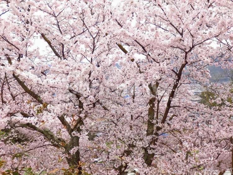 【桜の写真】桜が咲く風景 桜,さくら,サクラの写真素材