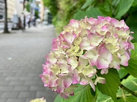 紫陽花 紫陽花 紫陽花,アジサイ,花の写真素材