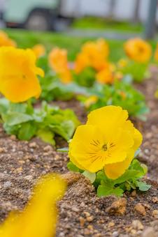 花 花の写真