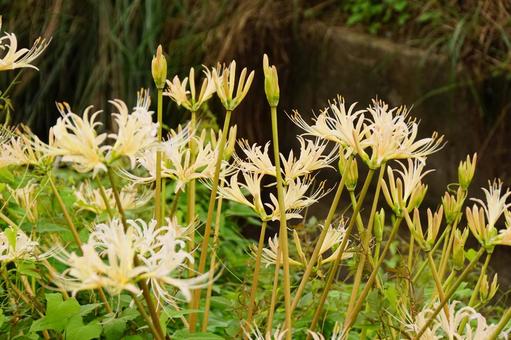 白いヒガンバナ 白いヒガンバナ 彼岸花,白,植物の写真素材