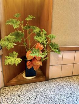 ホオズキ ホオズキの写真