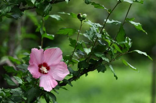 夏の茶室を彩る 夏の茶室を彩る 木槿,花,アオイ科の植物の写真素材
