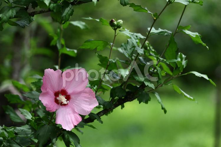 夏の茶室を彩る 木槿,花,アオイ科の植物の写真素材