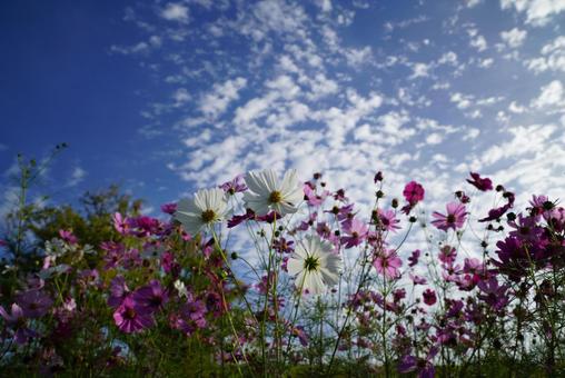 コスモスの咲く風景 コスモス,秋,晴天の写真素材