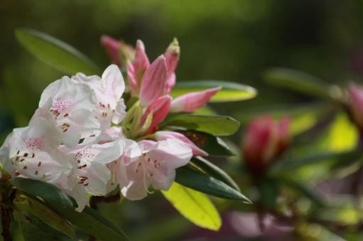 木漏れ日の中で咲くシナシャクナゲ シャクナゲ,石楠花,花の写真素材