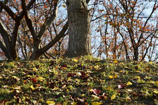 落ち葉 落ち葉,落葉,秋の写真素材