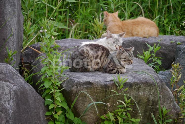 5月の公園猫 ネコ,猫,公園猫の写真素材